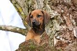 RODESIAN RIDGEBACK 090